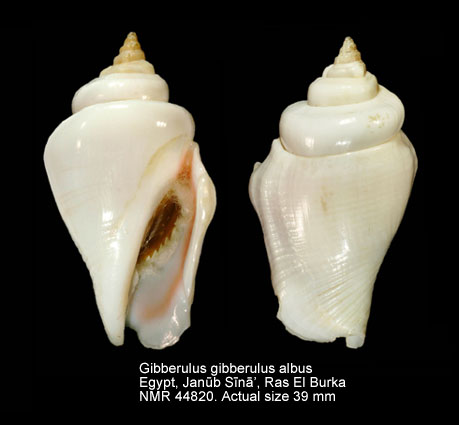 Gibberulus gibberulus albus (10).jpg - Gibberulus gibberulus albus (Mørch,1850)
